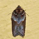 Acleris busckana - Hodges#3558
