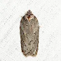Acleris busckana - Hodges#3558 - photo 2