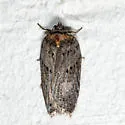 Acleris busckana - Hodges#3558 - photo 3