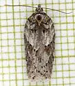 Acleris busckana - Hodges#3558 - photo 4