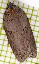 Acleris busckana - Hodges#3558 - photo 5