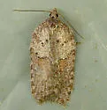 Acleris caliginosana - Hodges#3508 - Acleris caliginosana