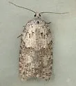 Acleris caliginosana - Hodges#3508 - photo 2