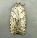Acleris caliginosana - Hodges#3508 - photo 4