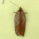 Acleris capizziana - Hodges#3563