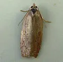 Acleris capizziana - Hodges#3563 - photo 2