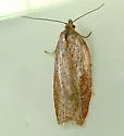 Acleris capizziana - Hodges#3563 - photo 3