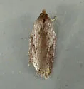 Acleris capizziana - Hodges#3563 - photo 4