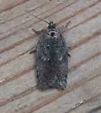 Acleris celiana - Hodges#3533