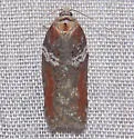 Acleris celiana - Hodges#3533 - photo 2
