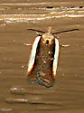 Acleris celiana - Hodges#3533 - photo 3
