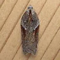 Acleris celiana - Hodges#3533 - photo 4