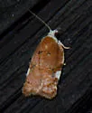 Acleris cervinana - Hodges#3514