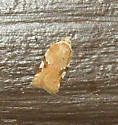 Acleris cervinana - Hodges#3514 - photo 2