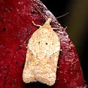 Acleris cervinana - Hodges#3514 - photo 3