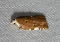 Acleris cervinana - Hodges#3514 - photo 4
