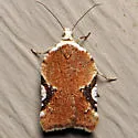 Acleris cervinana - Hodges#3514 - photo 5