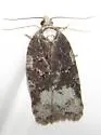 Acleris cf. clarkei - Hodges#3544.85 - photo 2
