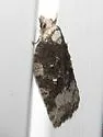 Acleris cf. clarkei - Hodges#3544.85 - photo 3