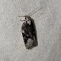Acleris cf. clarkei - Hodges#3544.85 - photo 4