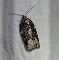 Acleris cf. clarkei - Hodges#3544.85 - photo 5