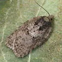 Lesser Maple Leafroller - Hodges#3539 - photo 2