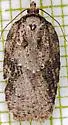 Lesser Maple Leafroller - Hodges#3539 - photo 4