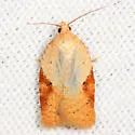 Acleris comandrana - Hodges#3516 - Acleris comandrana