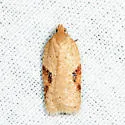 Acleris comandrana - Hodges#3516 - photo 2