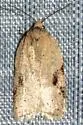 Acleris comandrana - Hodges#3516 - photo 3