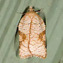 Acleris cornana - Hodges#3523 - Acleris cornana