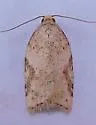 Acleris cornana - Hodges#3523 - photo 2