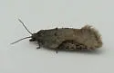 Acleris cornana - Hodges#3523 - photo 3