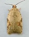 Acleris cornana - Hodges#3523 - photo 4