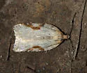 Acleris cornana - Hodges#3523 - photo 5