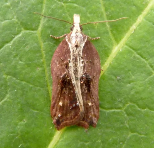 Acleris cristana