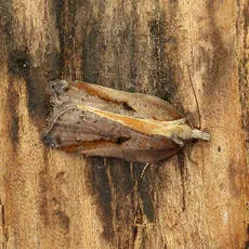 Acleris cristana - photo 2