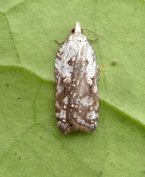 Acleris cristana - photo 3