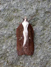 Acleris cristana - photo 4