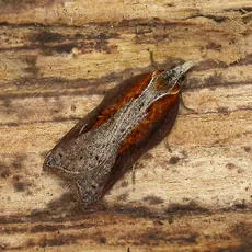Acleris cristana - photo 5