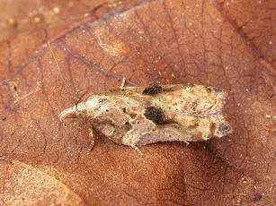 Acleris cristana - photo 6