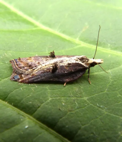 Acleris cristana - photo 7