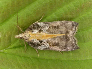 Acleris cristana - photo 8