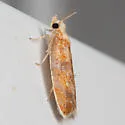 Blueberry Leaftier - Hodges#3504 - Acleris curvalana