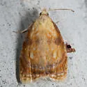 Blueberry Leaftier - Hodges#3504 - photo 2