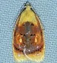 Blueberry Leaftier - Hodges#3504 - photo 5