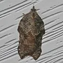 Hook-winged tortrix moth - Hodges#3559 - Acleris effractana