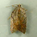 Hook-winged tortrix moth - Hodges#3559 - photo 2