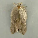 Hook-winged tortrix moth - Hodges#3559 - photo 3