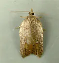 Hook-winged tortrix moth - Hodges#3559 - photo 4